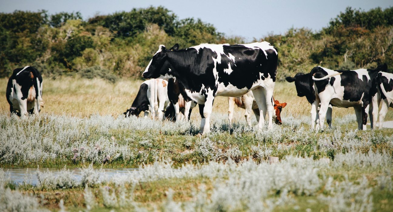 Cow on green grass field.