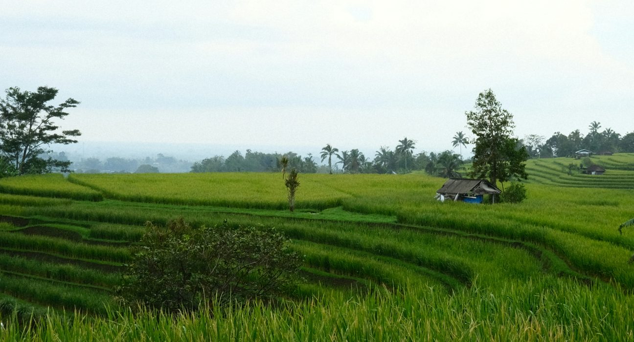Photo of rice field.