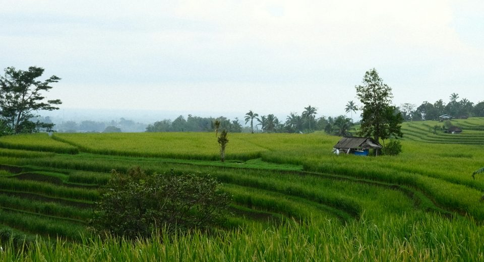 Photo of rice field.