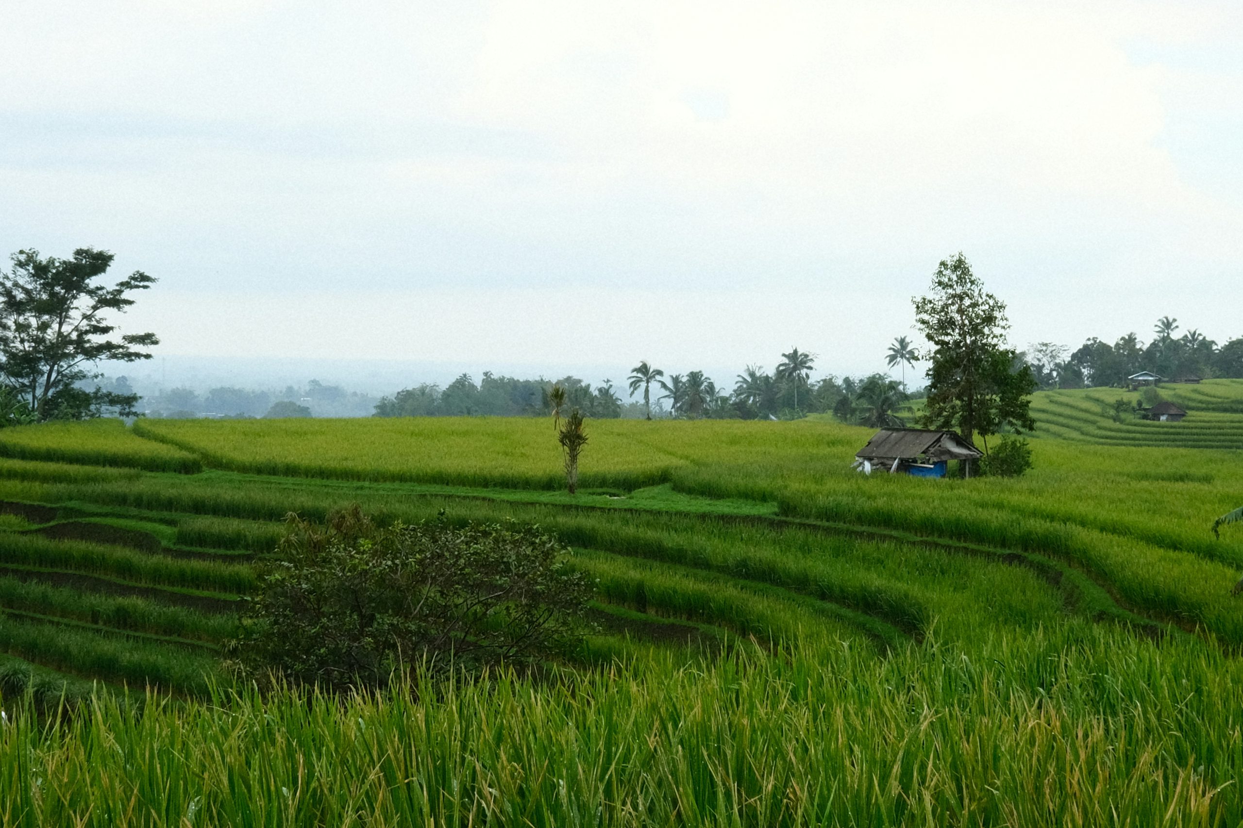 Photo of rice field.