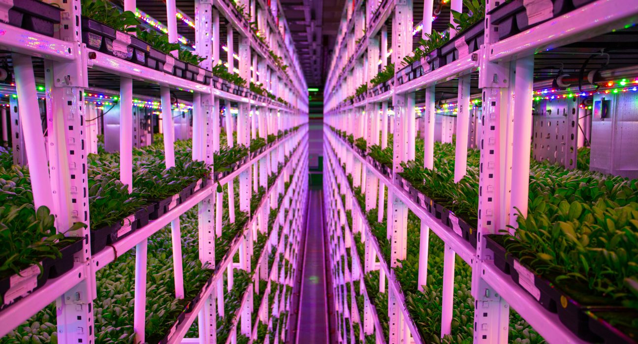 Vertically stacked plants in a high-tech indoor farming facility with LED lighting and automation, demonstrating sustainable high-efficiency agriculture.
